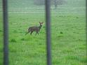 Local roe deer